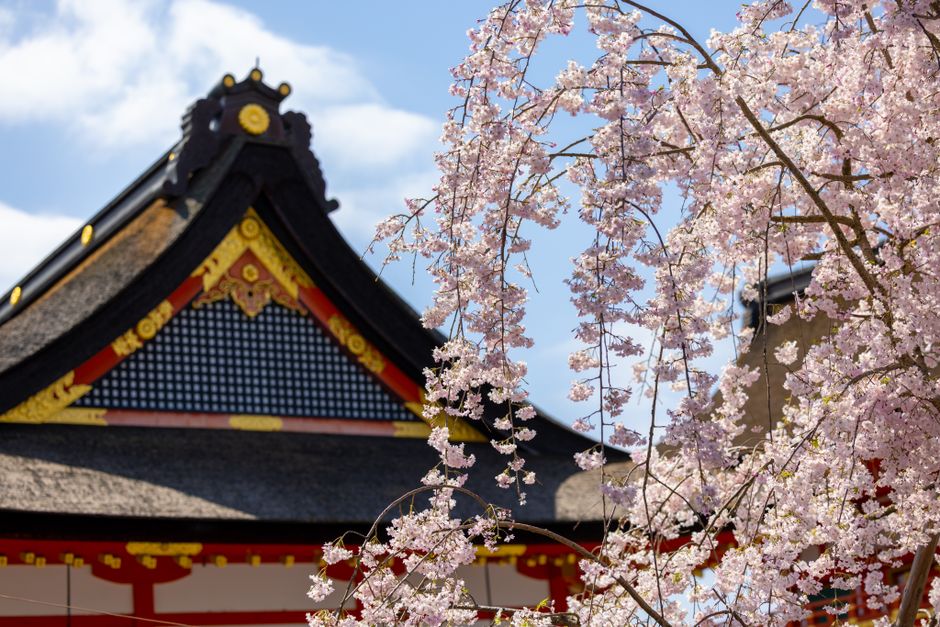 Beautiful cherry blossoms frame a traditional Japanese temple in springtime, highlighting cultural beauty.